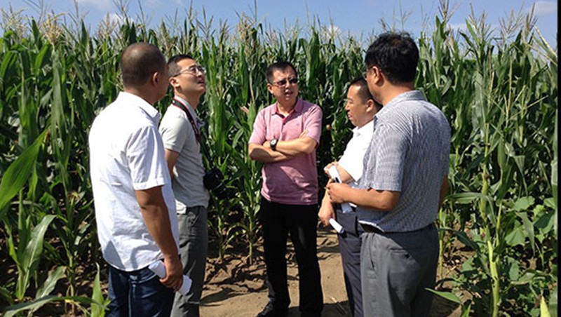 1xBET节水集团吉林玉米地埋式滴灌试验成效显著